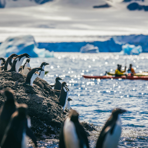 Penguins and Kayakers Antarctica (500 x 500px)
